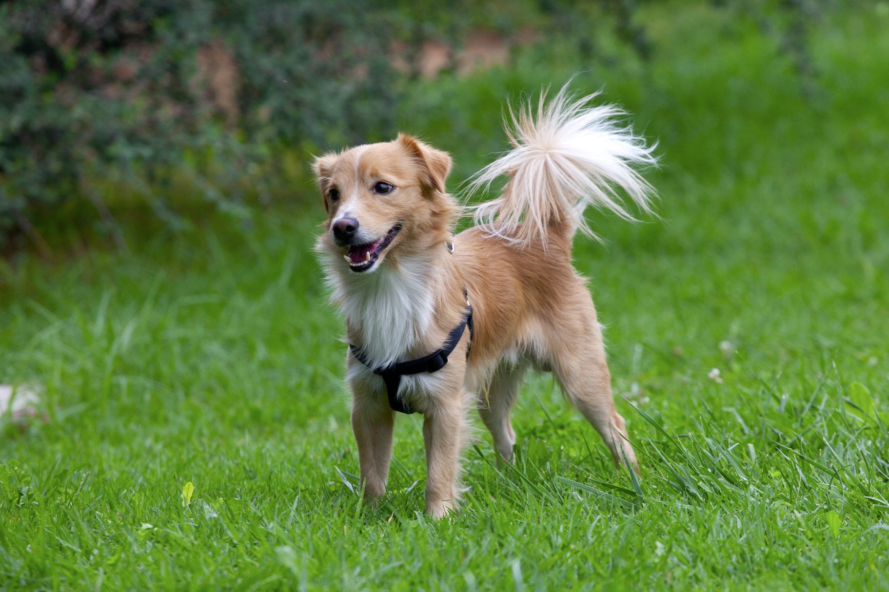 Alopekis Dog Breed