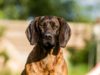 Hanoverian Scenthound