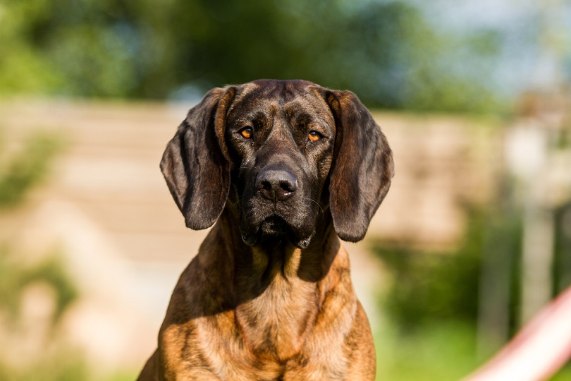 Hanoverian Scenthound