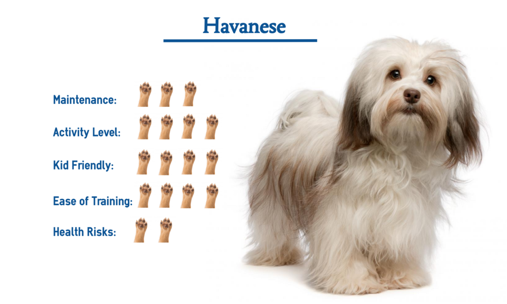 is a havanese a good family dog