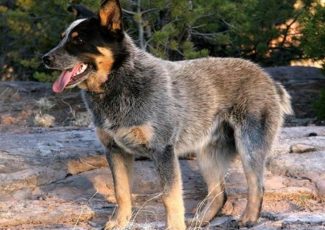 Australian Stumpy Tail Cattle Dog