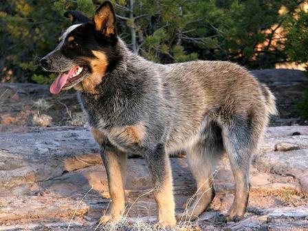 australian stumpy tail cattle dog is a mixed breed