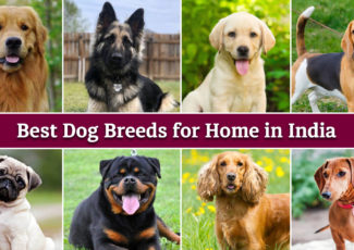 Best Dog Breed For Indian Homes