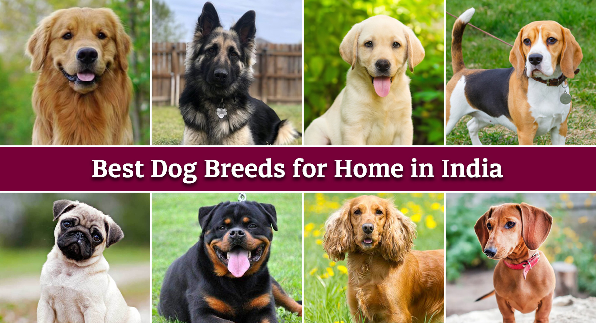 Best Dog Breed For Indian Homes