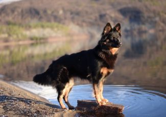 Bohemian Shepherd