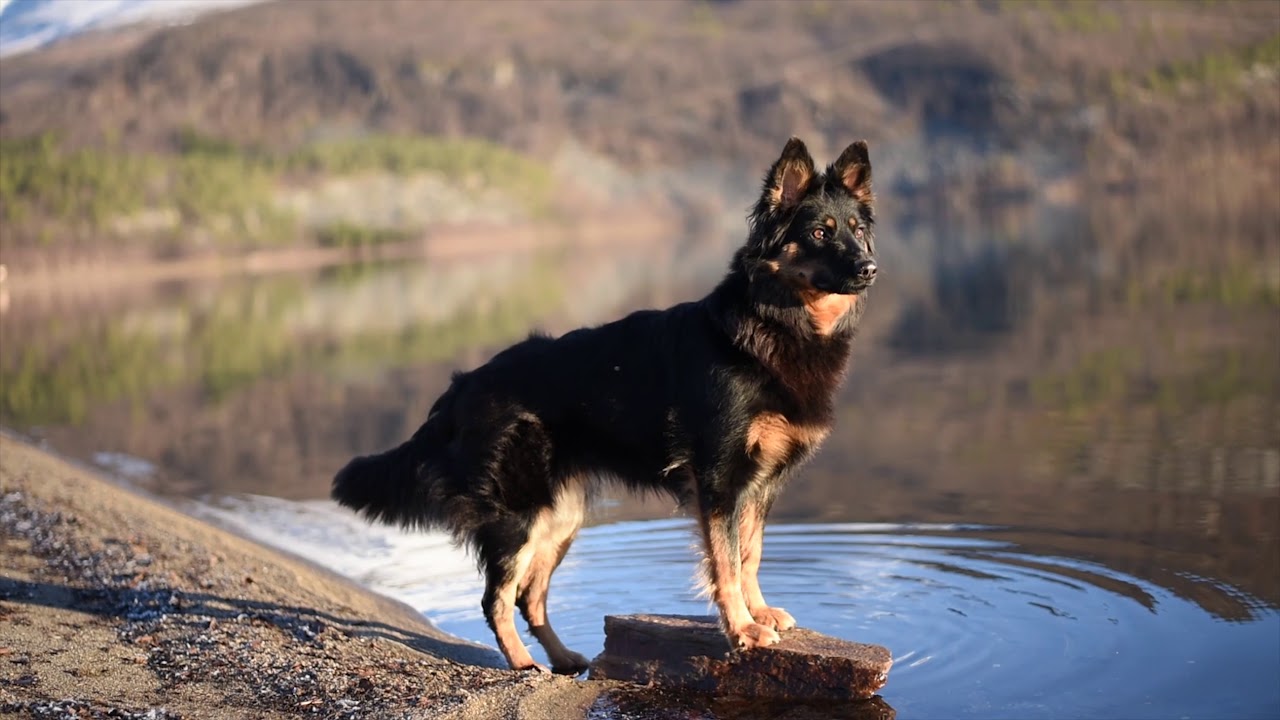 Bohemian Shepherd