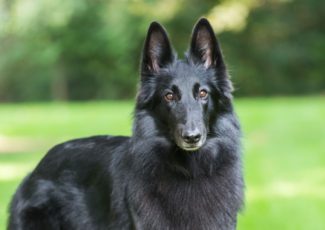 Belgian Sheepdog