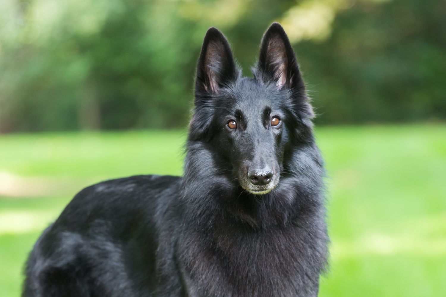 Belgian Sheepdog