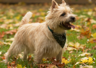 Cairn Terrier Dog Breed