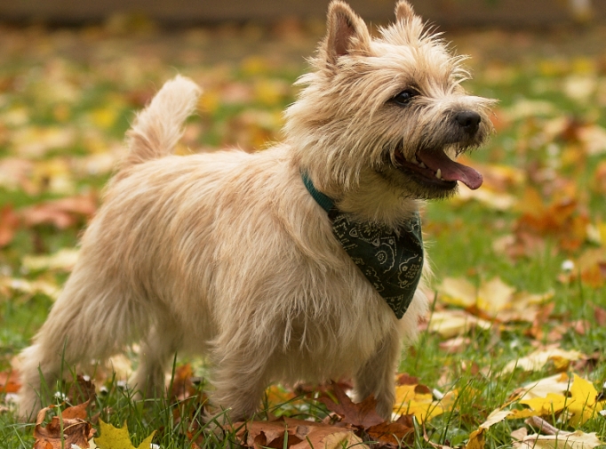 Cairn Terrier Dog Breed