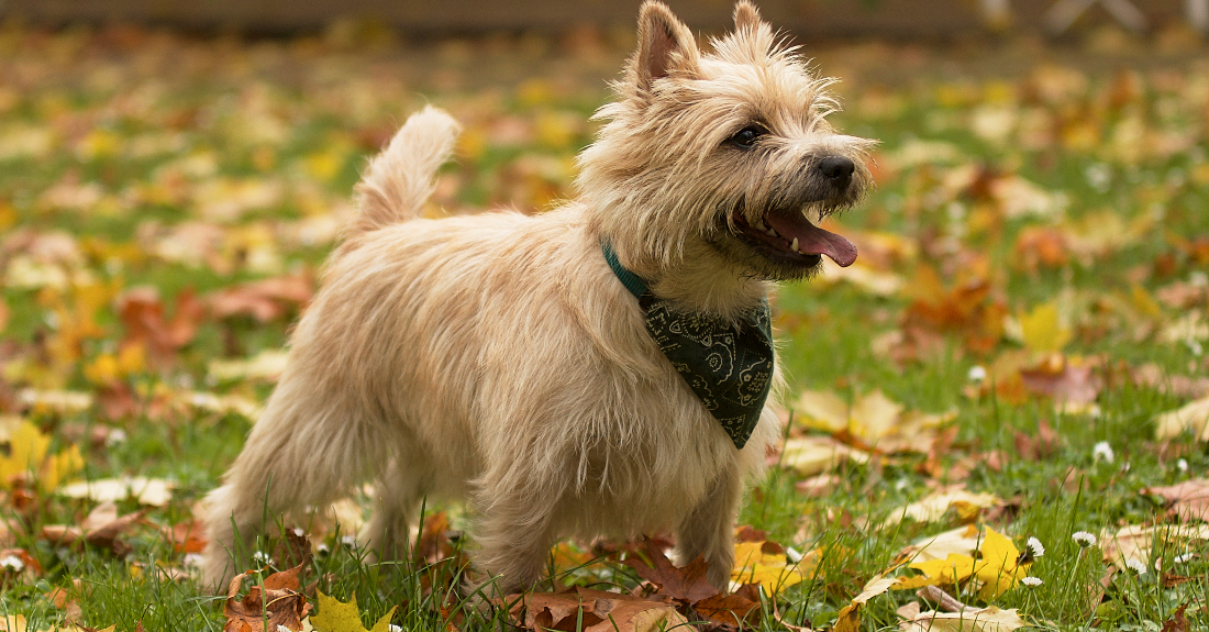 Cairn Terrier Dog Breed