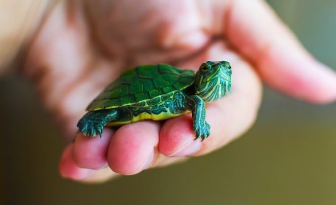Best Types Of Pet Turtles