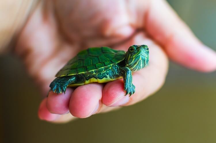 Best Types Of Pet Turtles