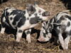 Aksai Black Pied Pig
