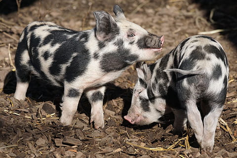 Aksai Black Pied Pig