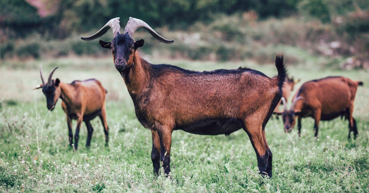 Alpine goat