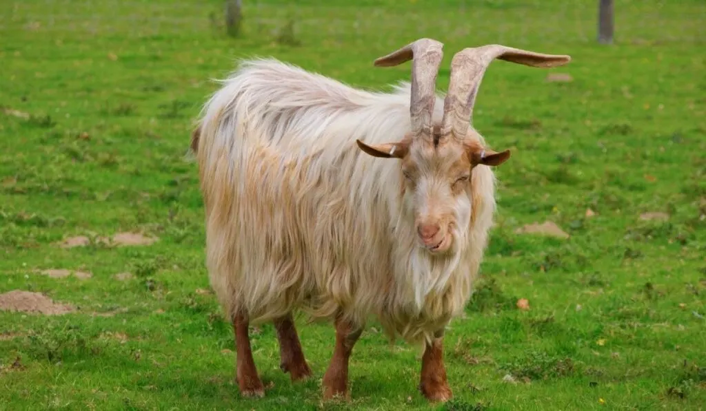 Asmari goat
