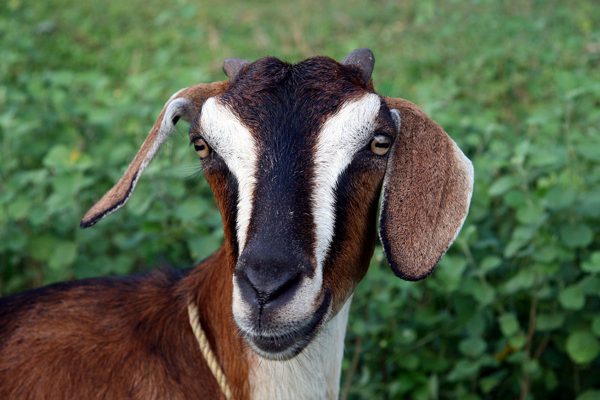 Malabari goat