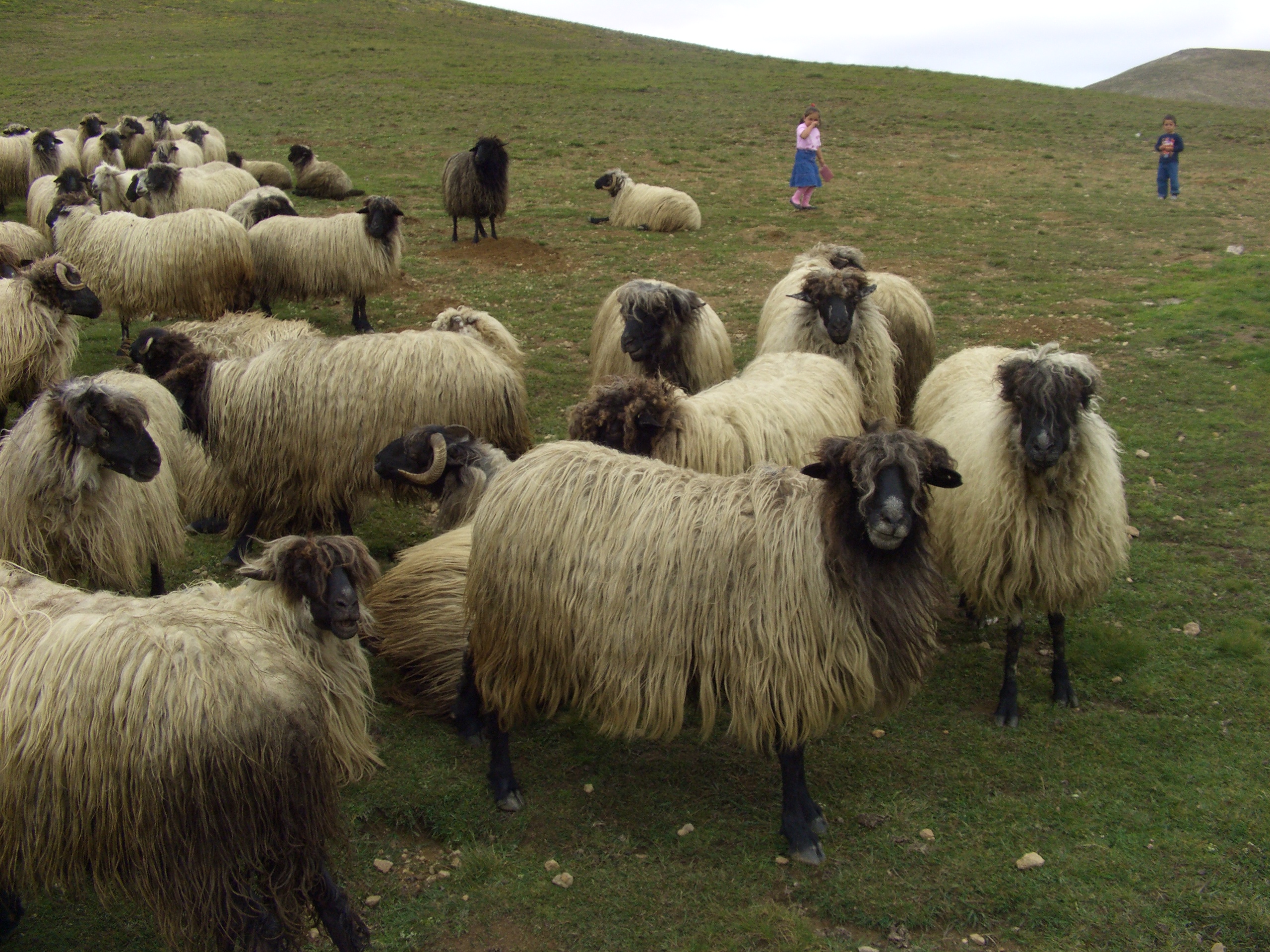 Karayaka Sheep