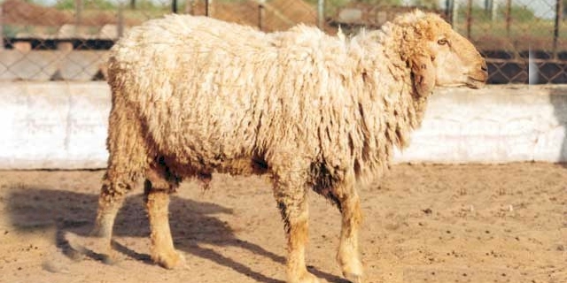 Marwari sheep