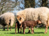 American Tunis Sheep