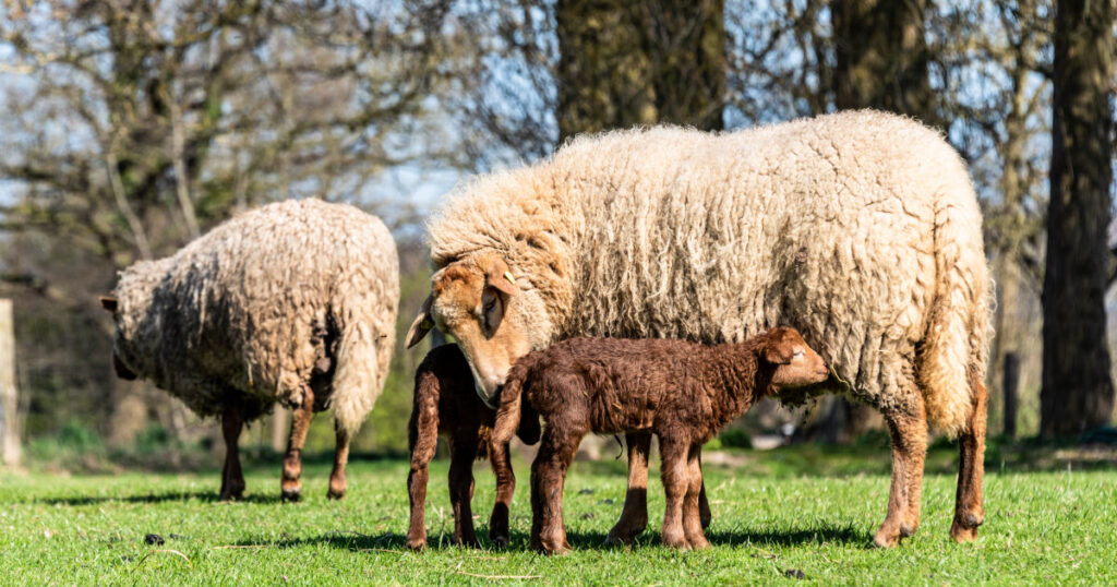 American Tunis Sheep