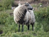 Badger Face Welsh Mountain sheep