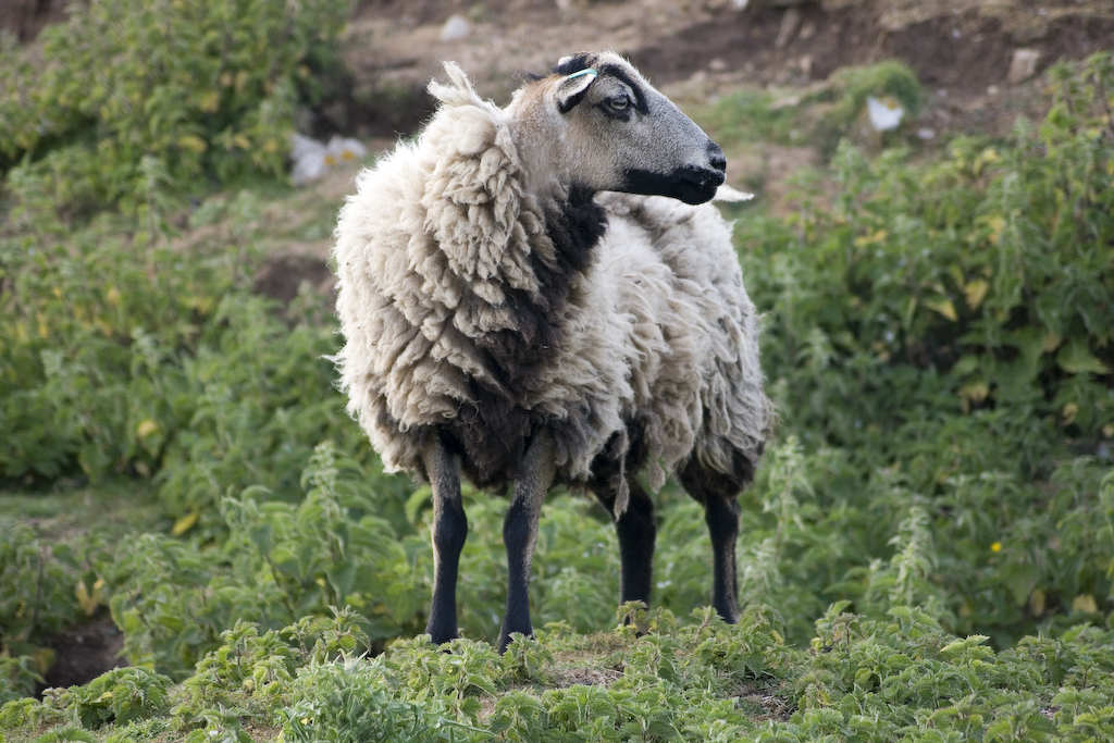 Badger Face Welsh Mountain sheep