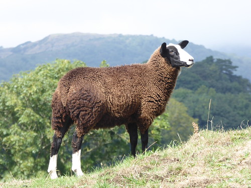 Balwen Welsh Mountain sheep