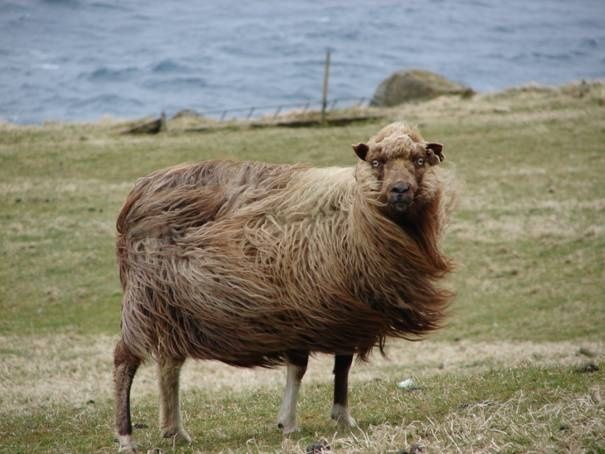 Spælsau Sheep