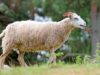Roslag Sheep