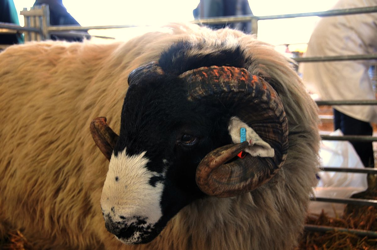 Rough Fell Sheep