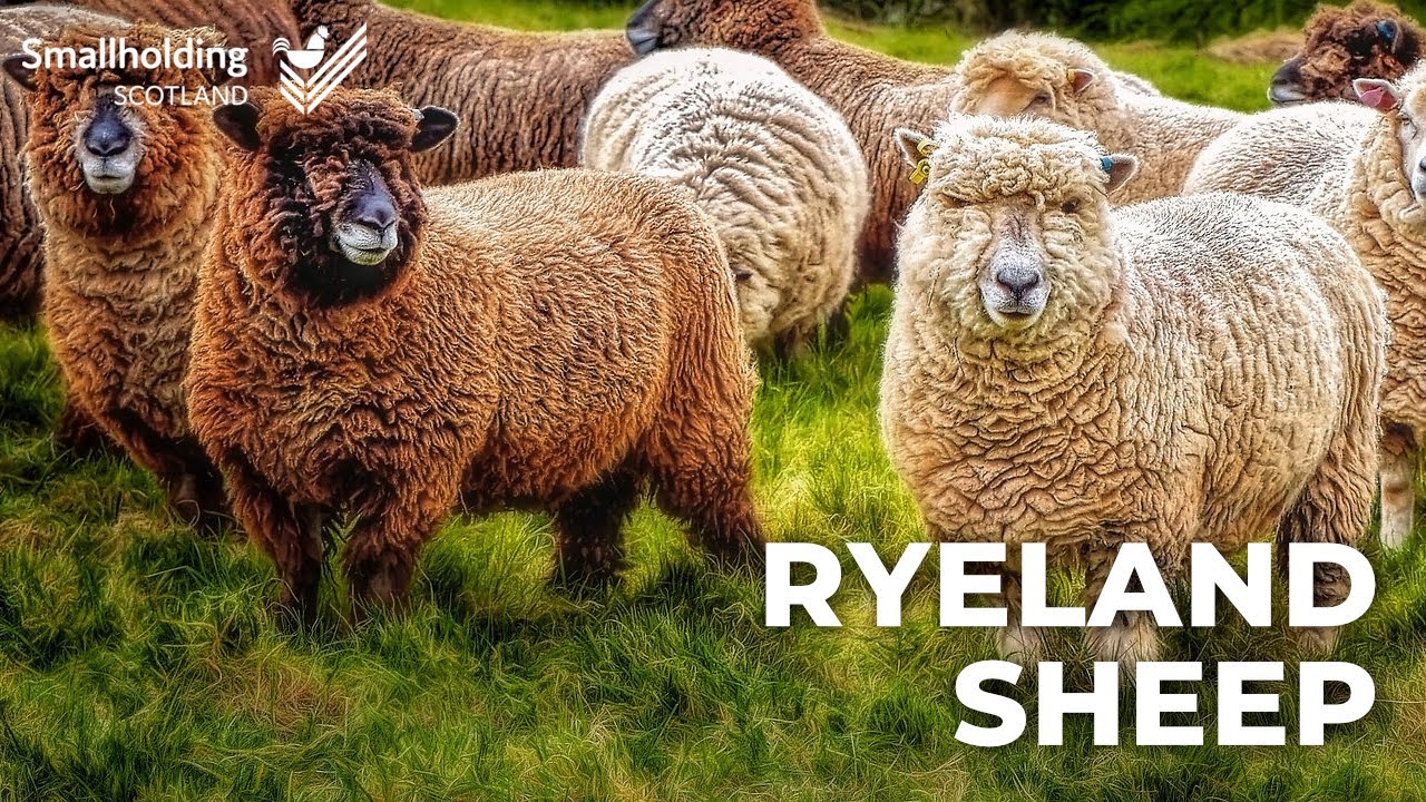 Ryeland Sheep