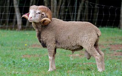 Santa Cruz sheep