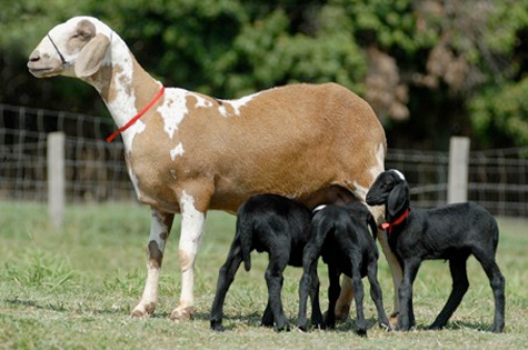 Santa Inês sheep