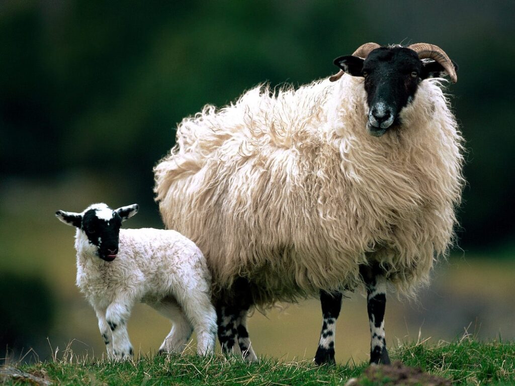 Scottish Blackface Sheep