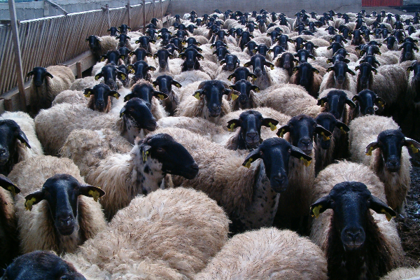Serrai sheep