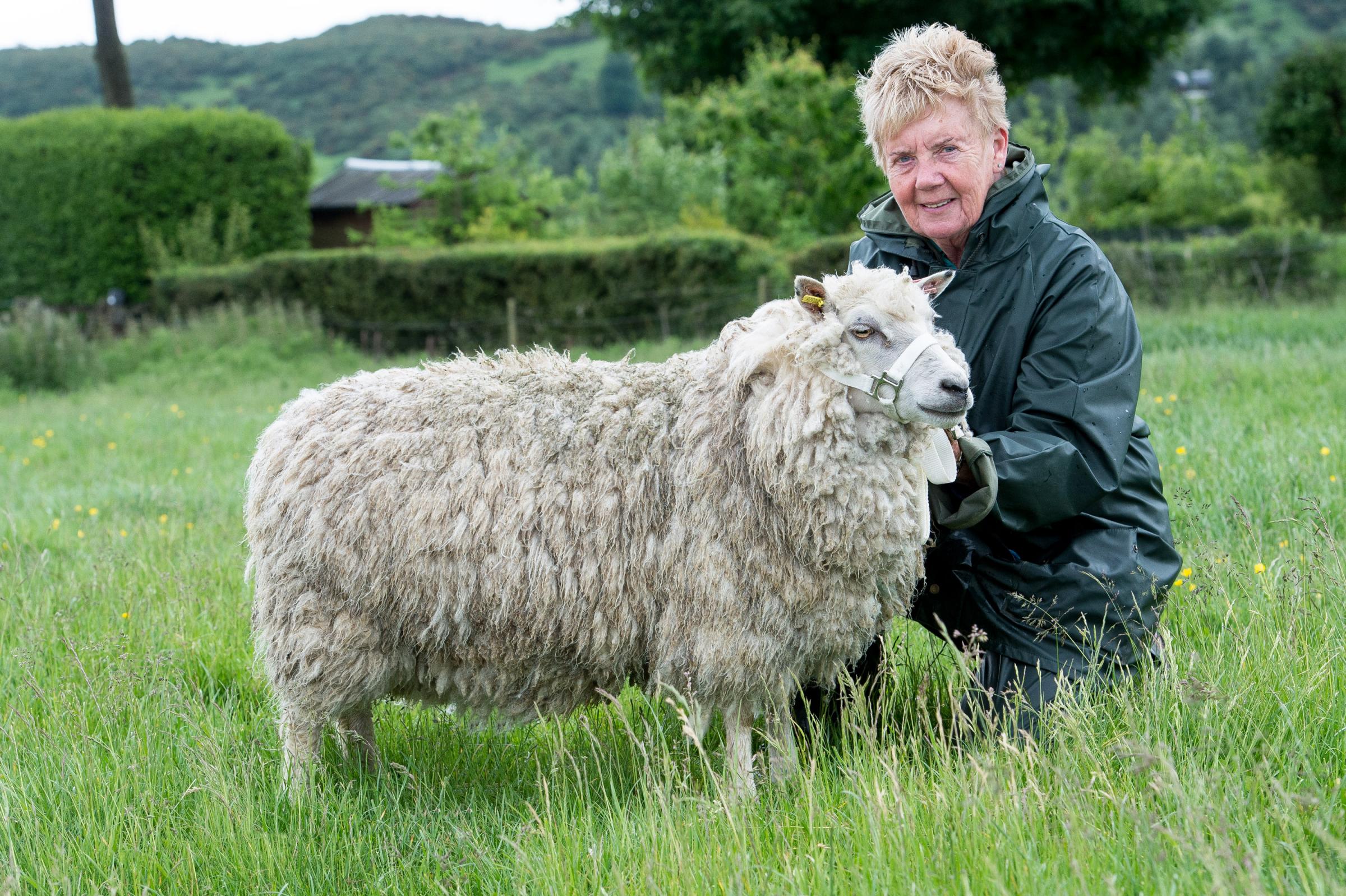 Shetland sheep