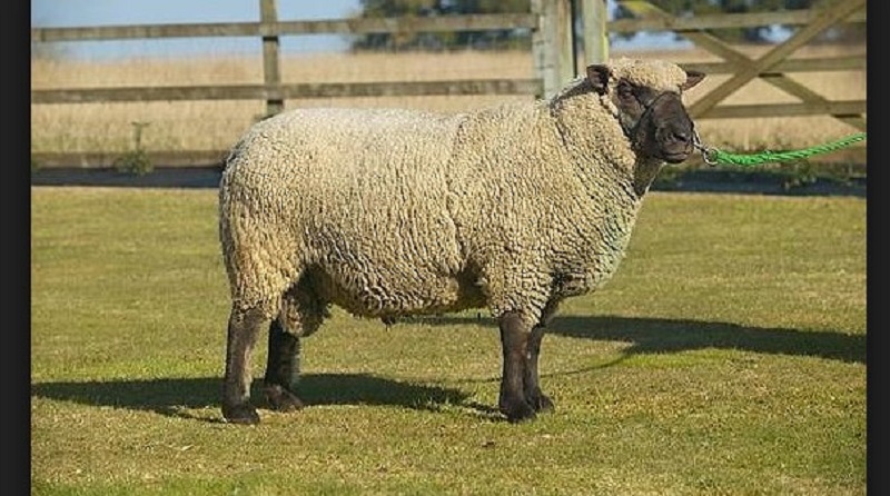 Shropshire sheep