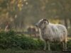 Skudde Sheep
