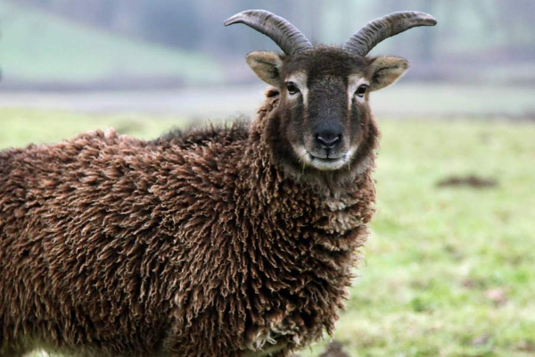 Soay sheep