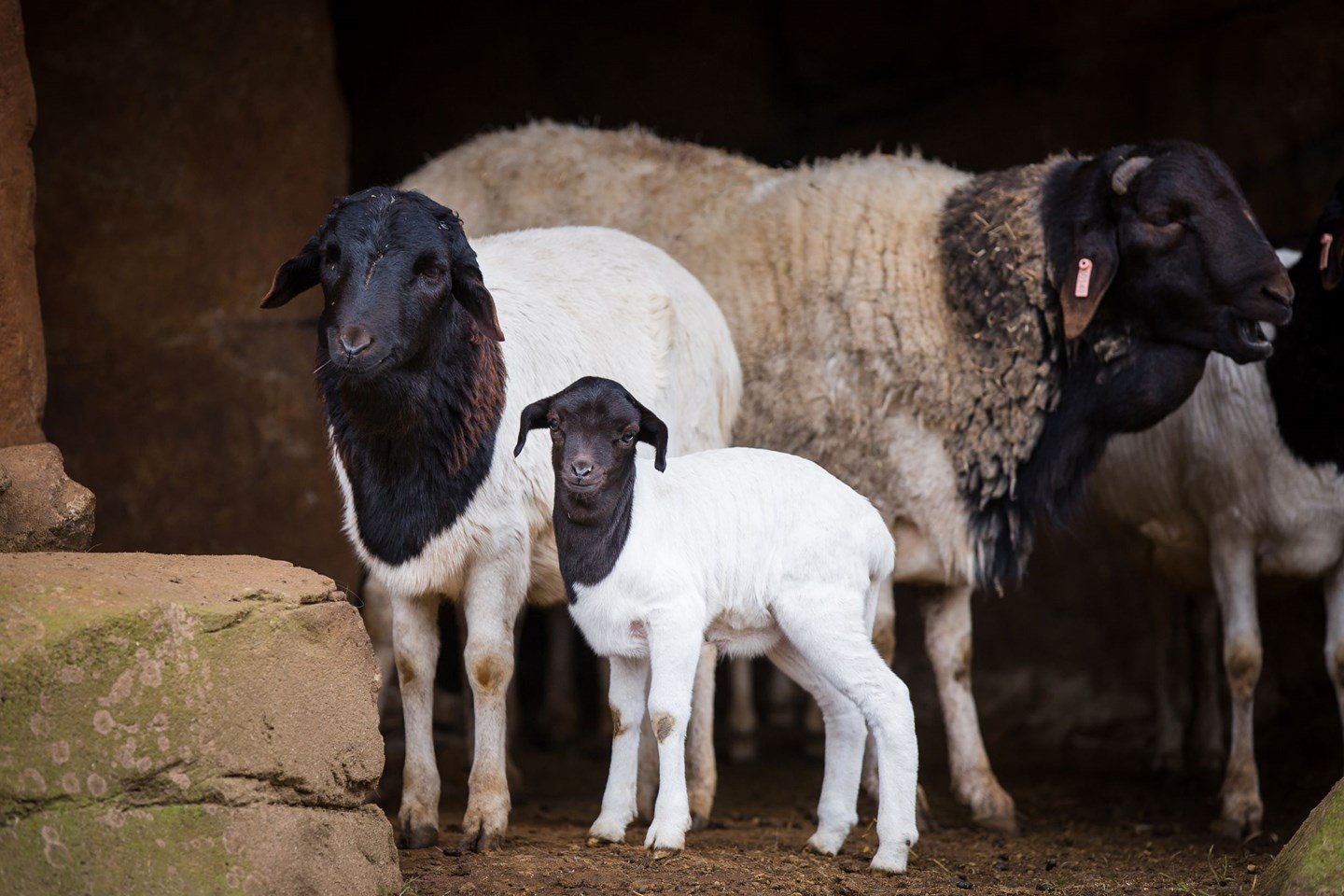 Somali sheep