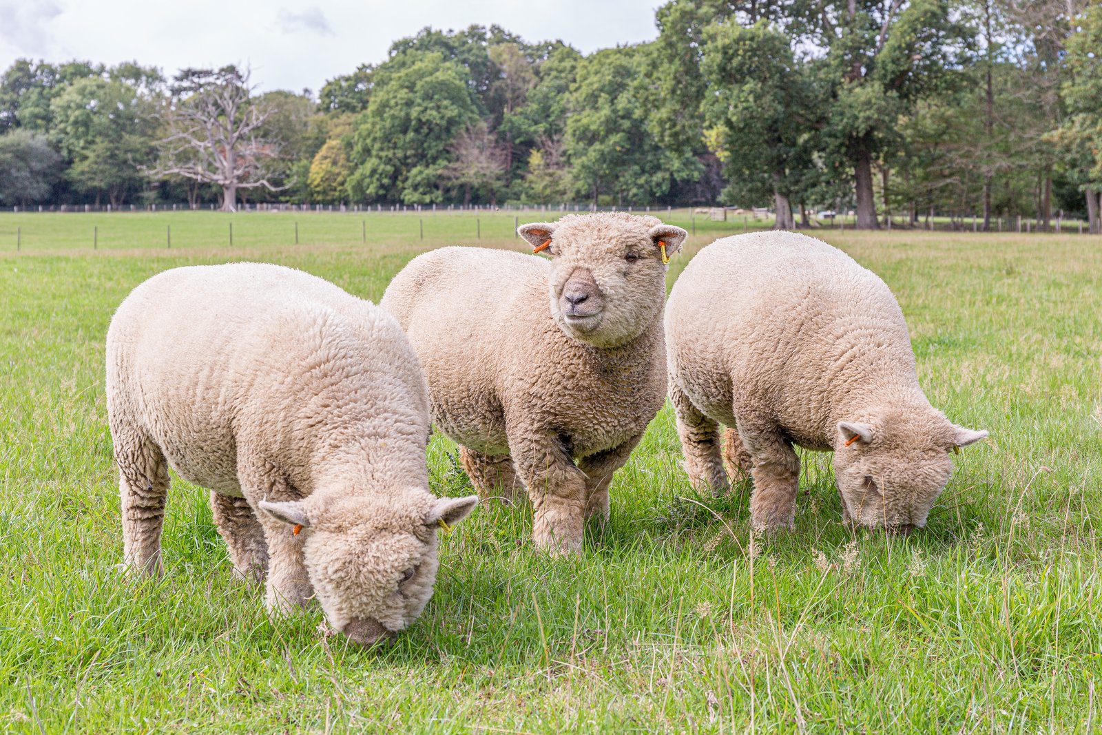 Southdown sheep