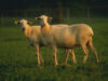 St. Croix sheep