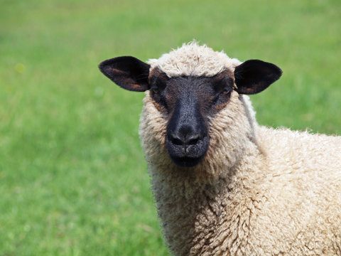 Suffolk sheep