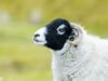 Swaledale sheep