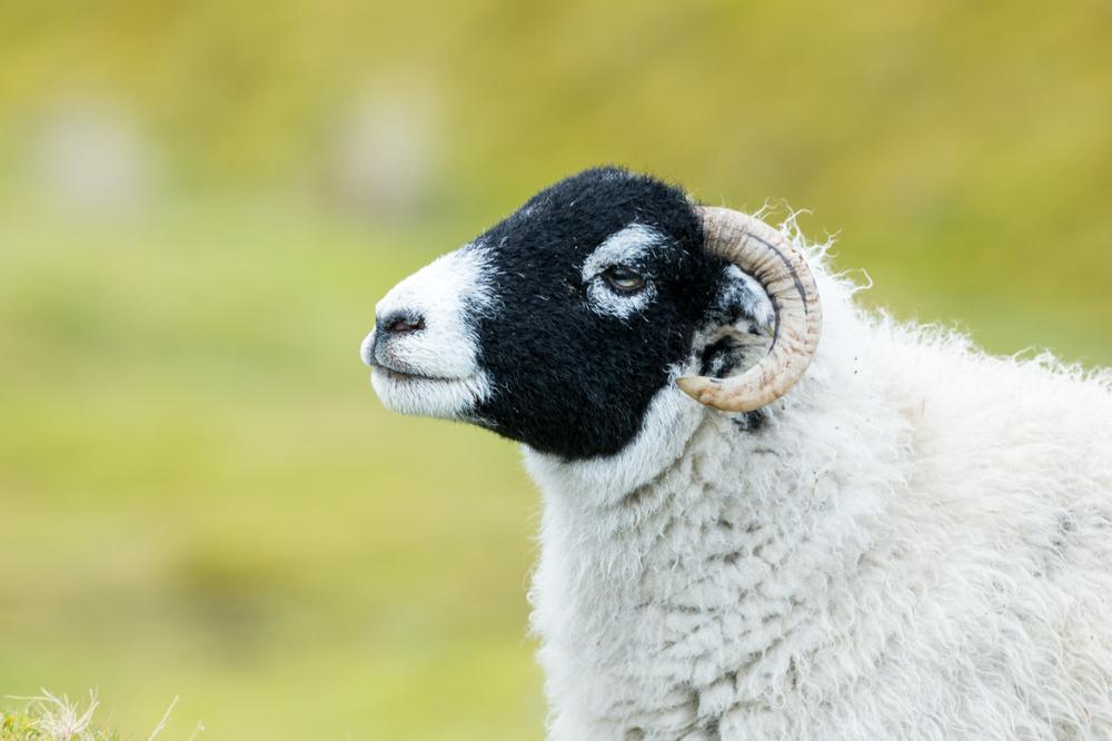 Swaledale sheep