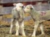 Targhee sheep