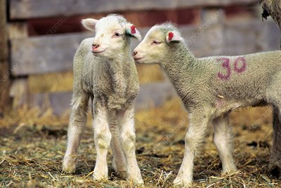 Targhee sheep