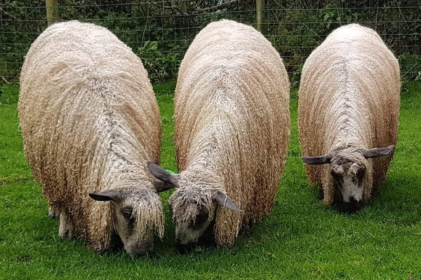 Teeswater sheep